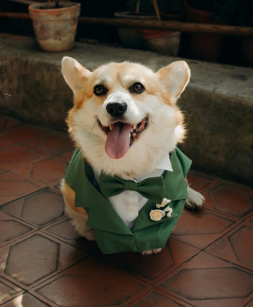 A charming Corgi dressed in a groomsman outfit, complete with a tiny suit and bowtie, adding a fun and heartwarming touch to a Los Angeles wedding.